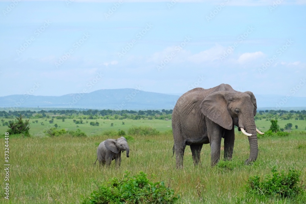 mother and baby elephant 