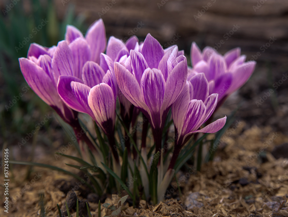 bright tender first spring flowers purple crocuses in a forest clearing close-up bright tender first spring flowers purple crocuses in a forest clearing close-up