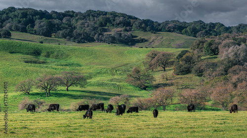 Green Grass & Livestock