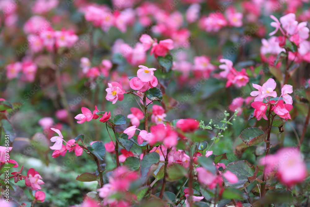 a pink begonia, flowers blossoming in the park. a pink begonia, flowers blossoming in the park.