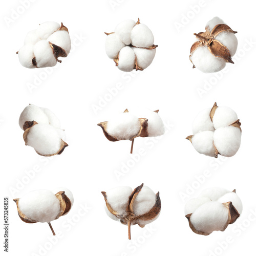 Different cotton flowers isolated on white background. With clipping path. Delicate white cut out fluffy cotton. Collection of cotton plants. Composition of flowers for design, template, mockup