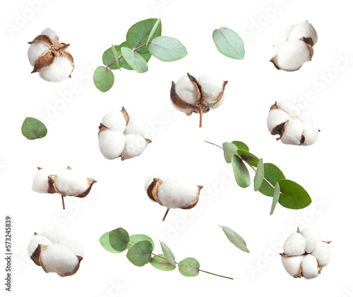 Flying cotton flowers, green twigs of eucalyptus isolated on white background. With clipping path. Floral background with cut out fluffy cotton. Flowers composition, greeting card, mockup