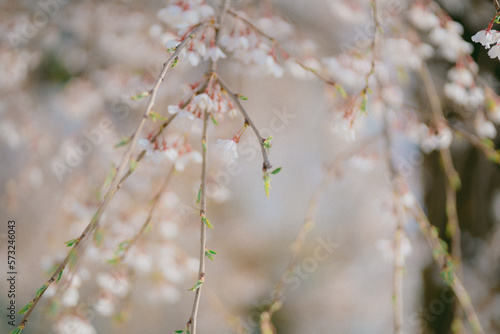 벚꽃 나무 봄