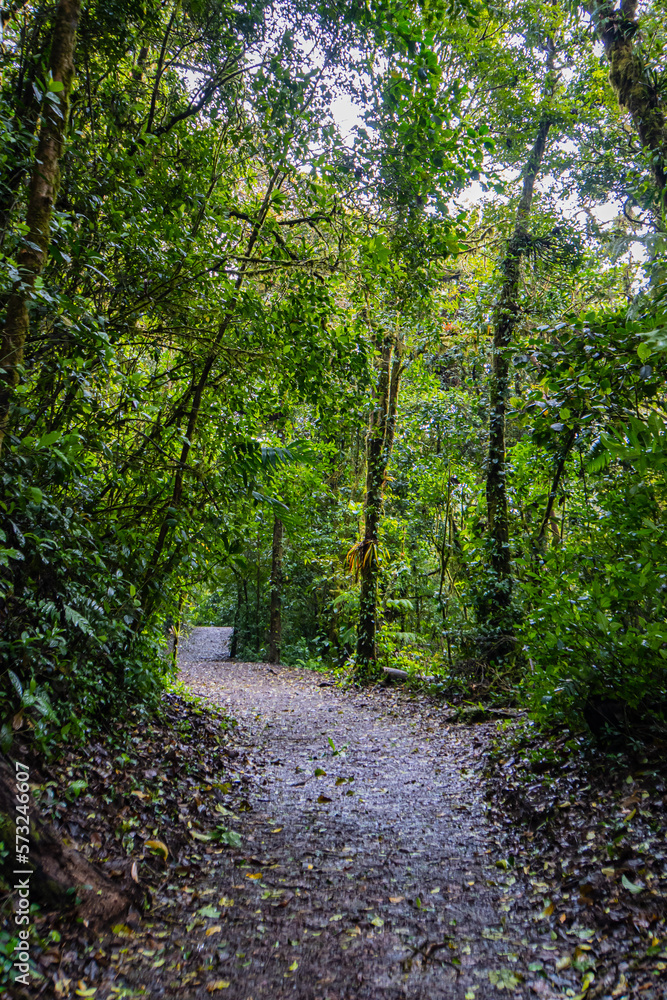 walk down the path of the Monteverde Cloud Forest Biological Reserve 
