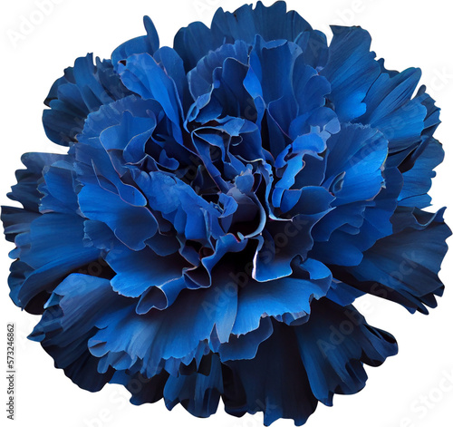 Wallpaper Mural blue carnation isolated on transparent or white background, png, mockup Torontodigital.ca