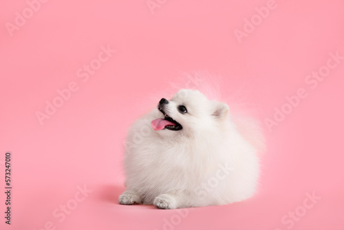 Dog breed pomeranian spitz funny sits on a pink background