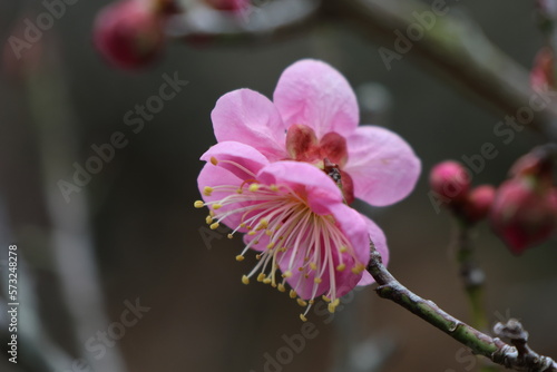 saison des cerisiers en fleurs au japon, sakura, sakura season, au japon, fleurs de cerisier