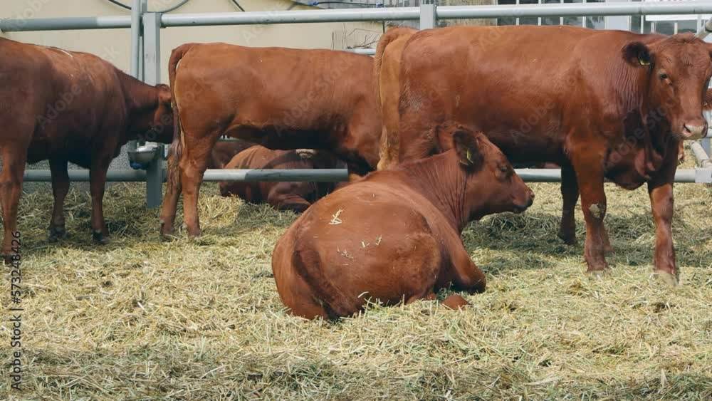 Brown Cows Beef Cattle Breed at Animal Farm Brown Cows Beef Cattle Breed at Animal Farm