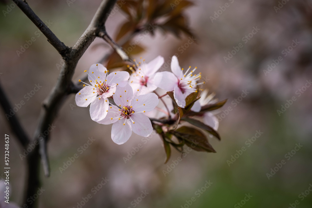 cherry blossom on a branch, incredible wildlife cherry blossom on a branch, incredible wildlife