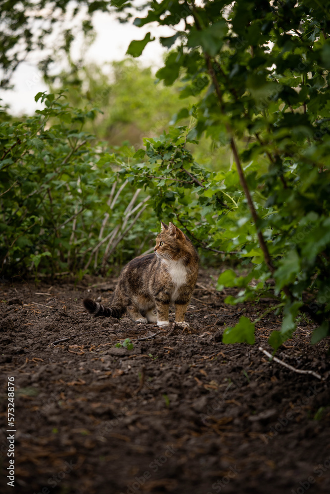 The cat hunts among the greenery, incredible wildlife The cat hunts among the greenery, incredible wildlife
