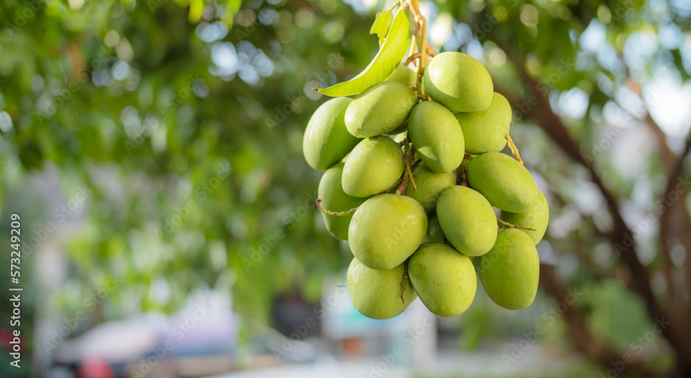rich green mango from tropical farms