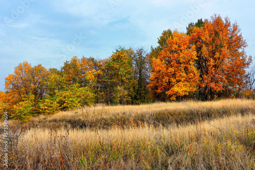 Forest autumn landscape with a beautiful field of grass.