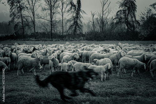 Of wolf and sheep  photo