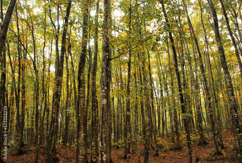 Japanese scenery - forest in the morning