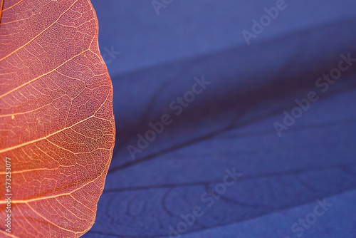 red or orange veil leaves or skeleton leaves with its shadow on a blue background , macro, top view, copy space