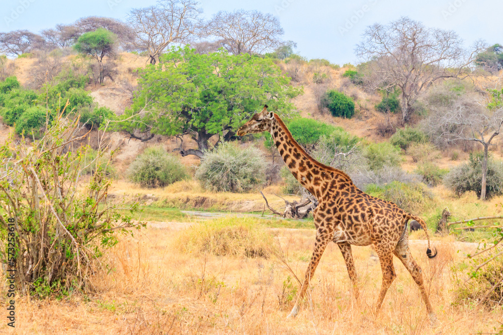Fototapeta premium Giraffe in savanna in Tarangire national park in Tanzania. Wild nature of Tanzania, East Africa