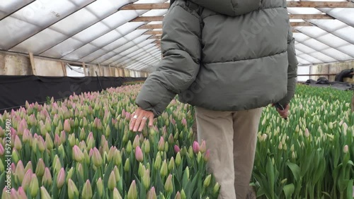 The girl goes to the greenhouse with tulips and touches them with her hand.Beds with tulips.Flowers for the holiday