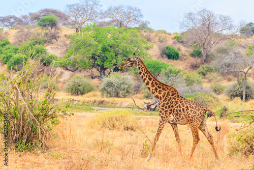 Giraffe in savanna in Tarangire national park in Tanzania. Wild nature of Tanzania, East Africa © olyasolodenko