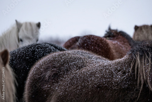 Icelandic horses in the snow in Iceland 