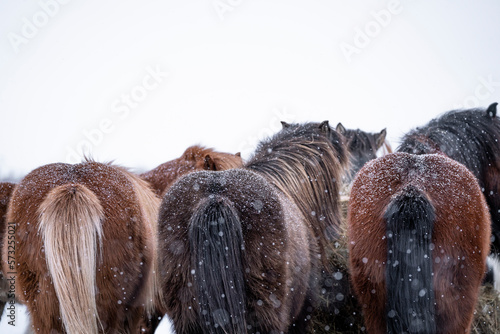 Icelandic horses in the snow in Iceland  photo