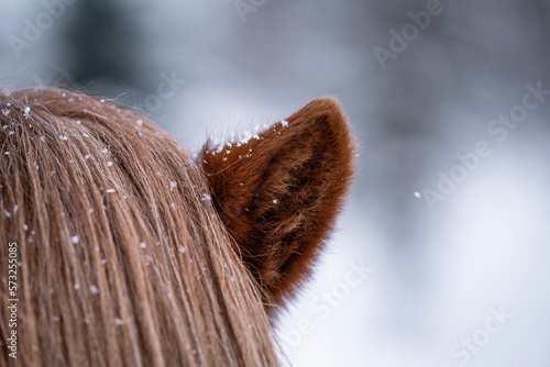 Icelandic horse detail shot of ear during winter in the snow photo