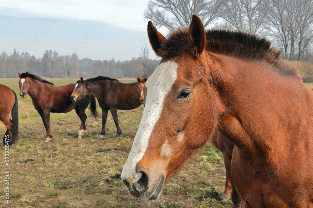 Fototapeta premium CAVALLI, HORSES