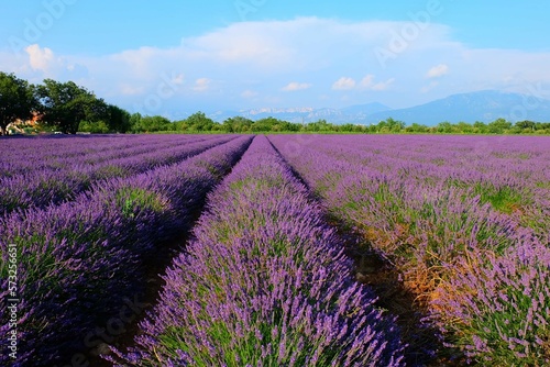 Lavender field  Provence France