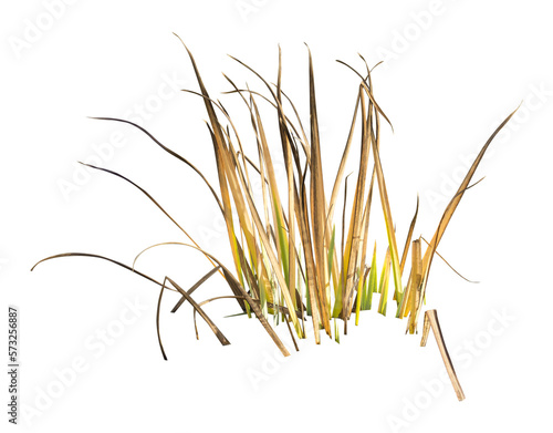 Isolated cutout PNG of a water plant on a transparent background 