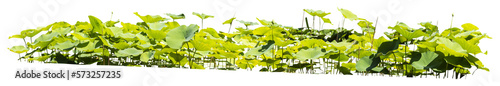 Photography Isolated cutout PNG of  water lilies on a transparent background