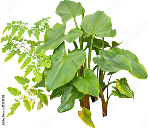 Isolated cutout PNG of a water plant on a transparent background	