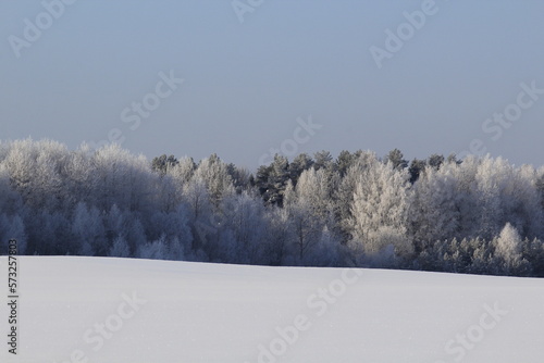 snow covered trees © алексей семиколенных