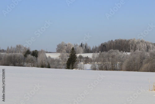 snow covered trees © алексей семиколенных