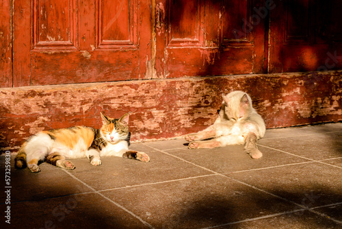 Many cats is lying in Longhua temple,located in Shanghai,China photo