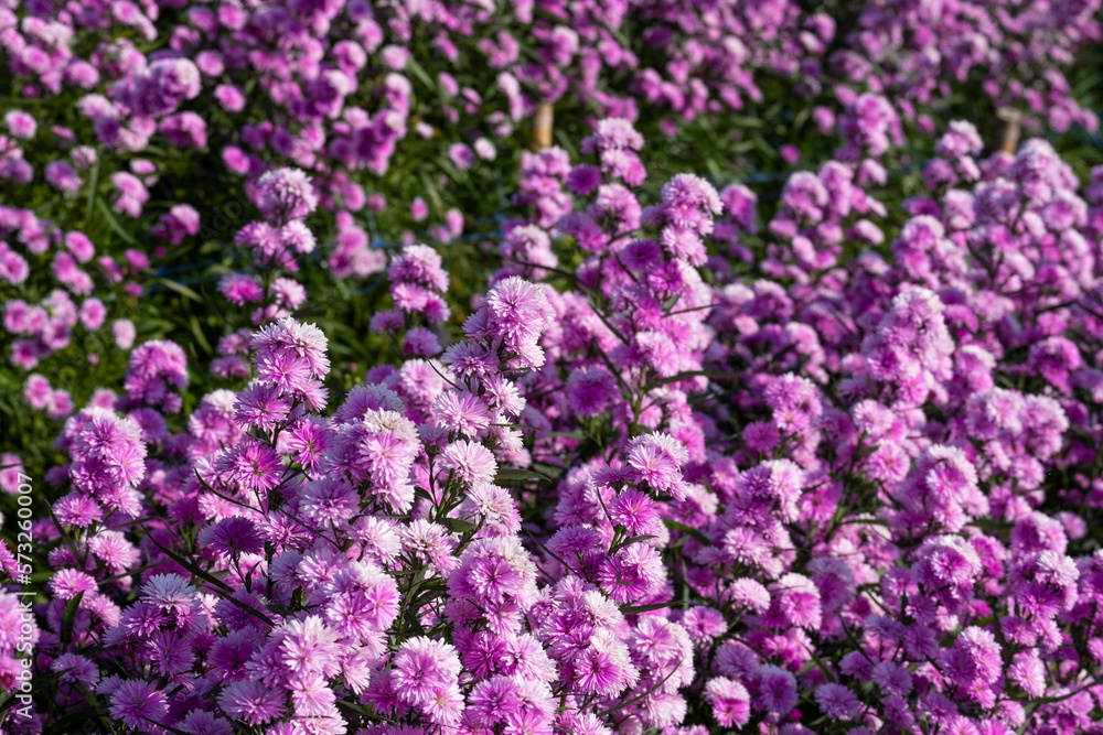 Fresh bouquet pink violet pretty flower blossom in botanic garden.  romance florist violet herb blooming in natural park