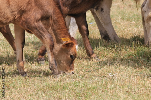 cow and calf photo