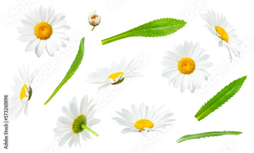 Chamomile flowers and green leaves isolated on white background. With clipping path. Collection of beautiful cut out chamomile flowers. Medicinal plant. Element for your design, mockup