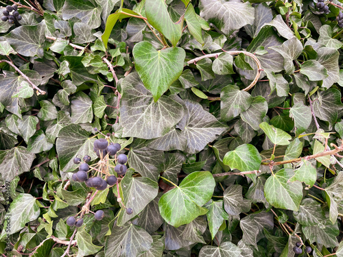 berries and greens on the fence in winter