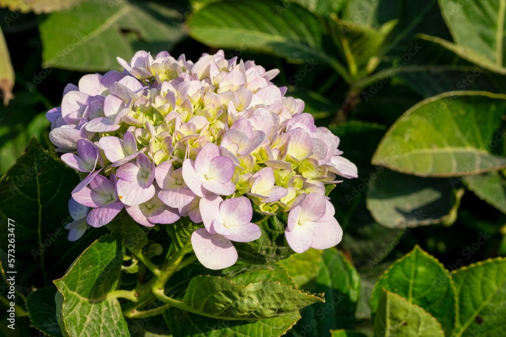 circle bouquet pink flower blooming in botany garden. fresh hydrangea violet growing in summer season circle bouquet pink flower blooming in botany garden. fresh hydrangea violet growing in summer season