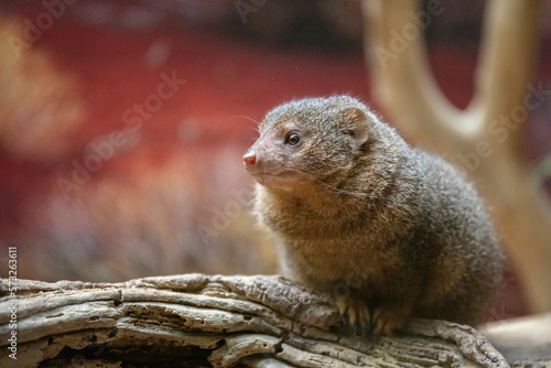 Common dwarf mongoose photo