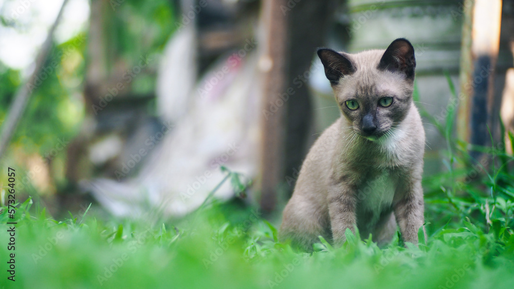 Thai cat breed, brown body on the grass (Siamese Wichienmaat), nature background Thai cat breed, brown body on the grass (Siamese Wichienmaat), nature background