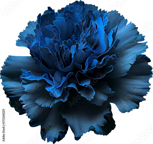 blue carnation