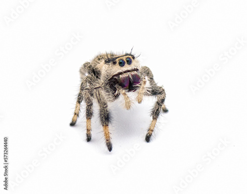 Regal jumping spider - Phidippus regius - large female. isolated on white background close up view. standing tall at full attention facing camera.