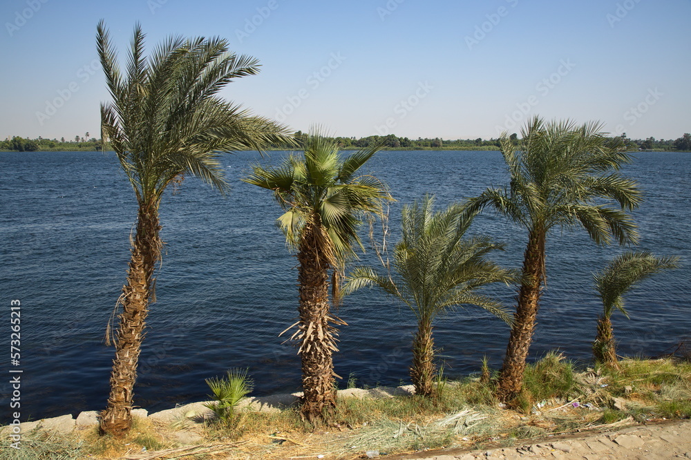 Palm trees on the shore of Nile in Esna, Egypt, Africa
