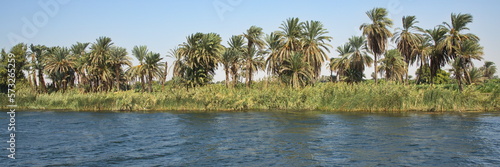 Palm trees on the shore of Nile in Egypt, Africa 