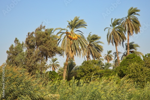Palm trees on the shore of Nile in Egypt, Africa 