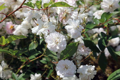 Sunlit white Evergreen Roses, Derbyshire England
