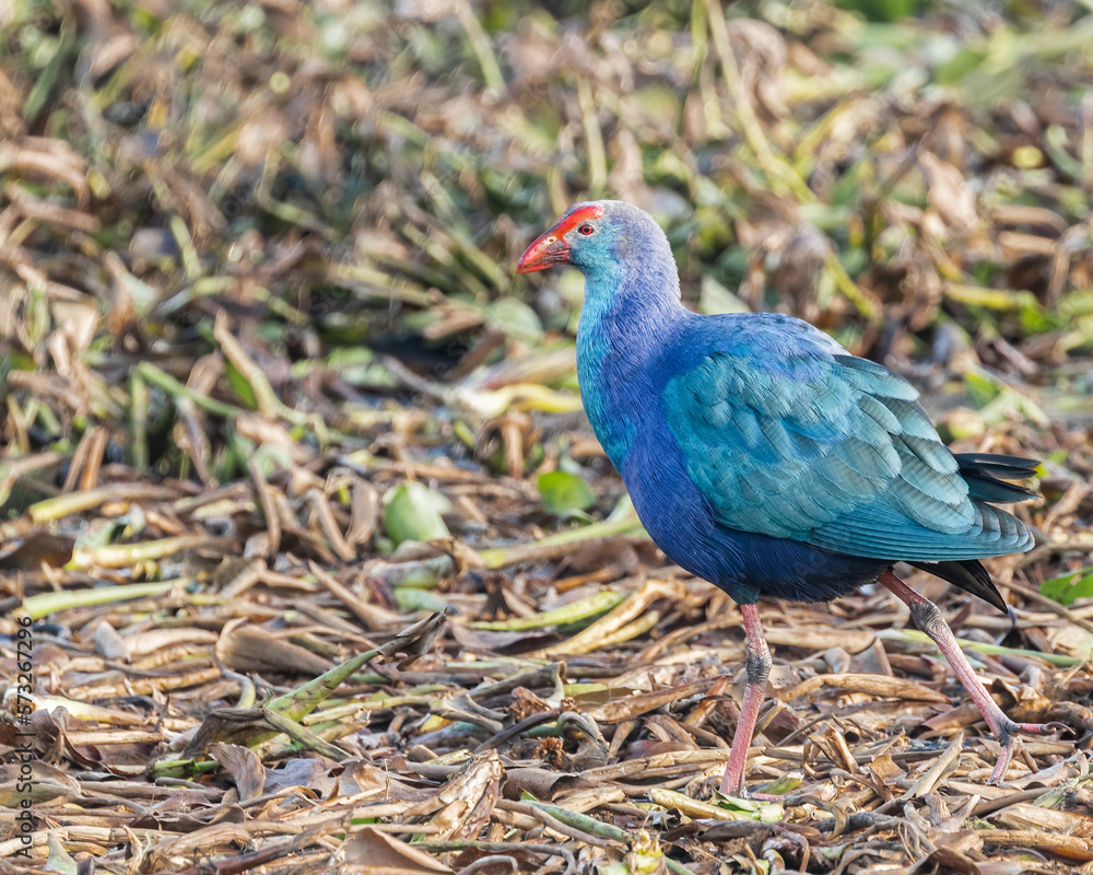 A Purple Swamphen running in a field A Purple Swamphen running in a field