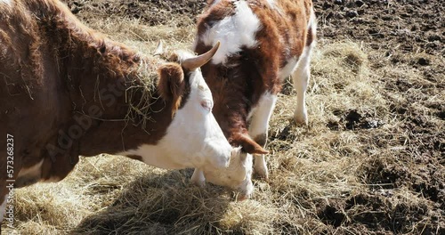 Vache d’Hinterwald  léchant affectueusement son jeune veau
 photo