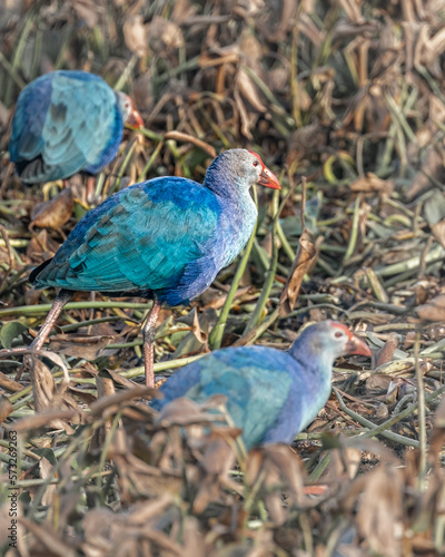 Foto A Group of purple Swamphen in field