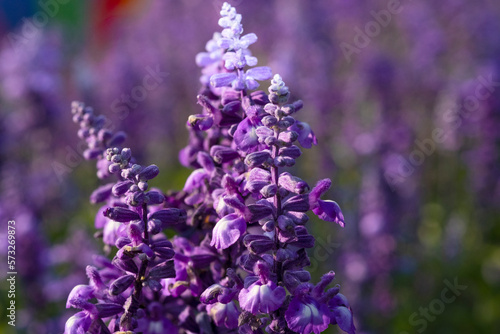 beautiful soft macro violet blue petals salvia splendens flower buds and blooming in botany garden park. romantic bouquet flora in natural tropical wild